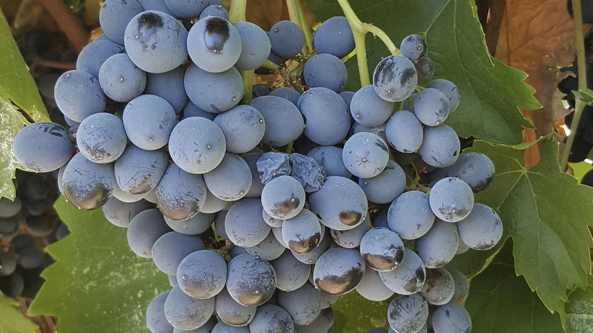 Nero d'Avola