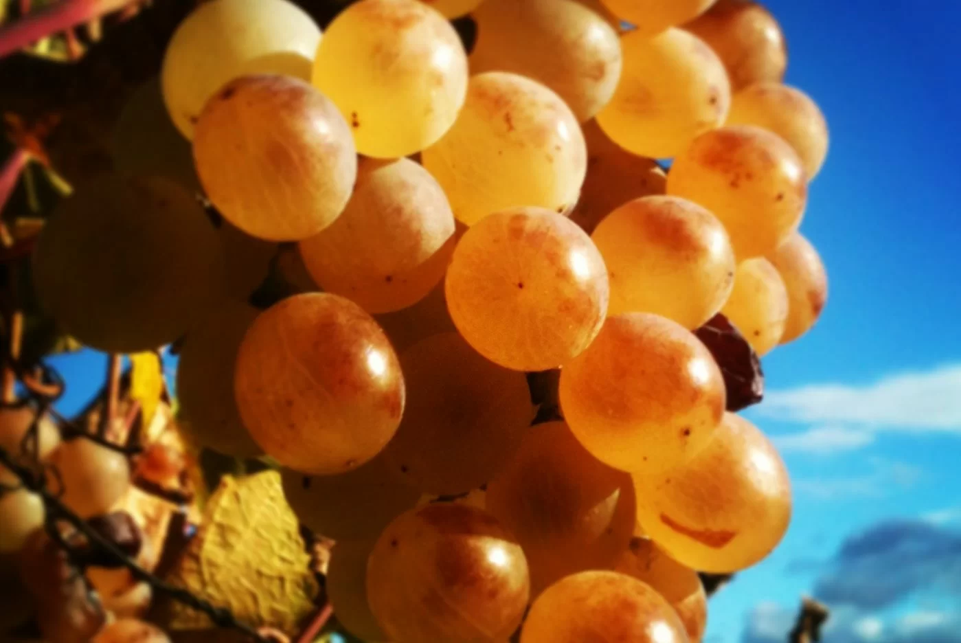 Zibibbo